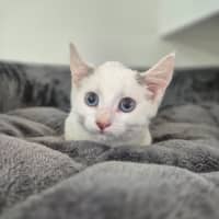 Photo of Aston