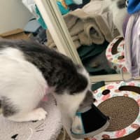 Photo of Goose