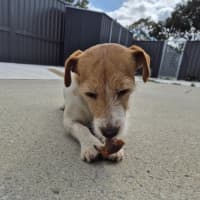 Photo of Aggie! 🌻