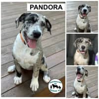 Photo of Pandora 