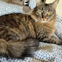 Photo of Foxi Loxi *9 Lives Project Rescue*