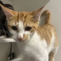 Photo of Pippin