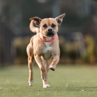 Photo of Lola Imp 1582