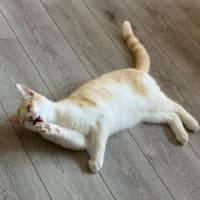 Photo of Alfie