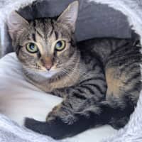 Photo of Cleo