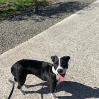 Photo of Comet