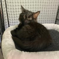 Photo of Kanzi