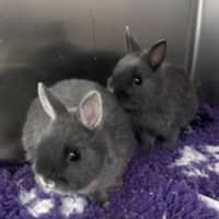 Photo of Tyrone (Bonded With Debo)