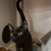 Photo of Tulip