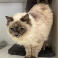 Photo of Petal