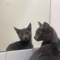 Photo of 🩶 Nico 🩶