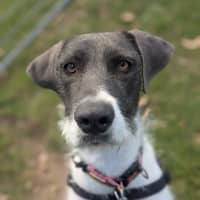 Photo of Stella