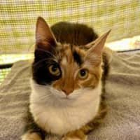 Photo of Belle
