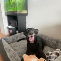 Photo of Haribo   7 Year Old Greyhound 