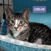 Photo of Chloe