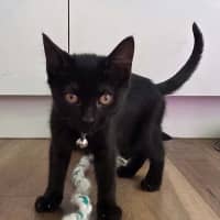 Photo of Blackberry *9 Lives Project Rescue*