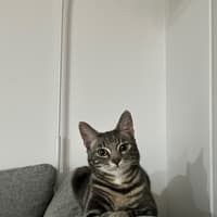 Photo of Rollo
