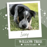 Photo of Ivery
