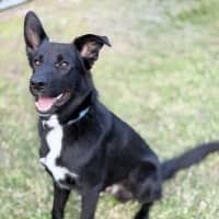 Photo of Koda