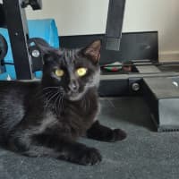 Photo of Liesa The Cat