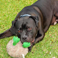 Photo of Buddy