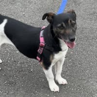 Photo of Boot Scootin Bill