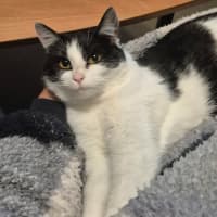 Photo of Luna