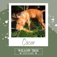 Photo of Oscar