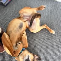 Photo of Snickers & Caramel