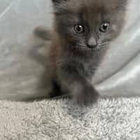 Photo of Topaz