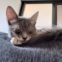 Photo of Nugget