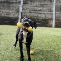 Photo of Bullet