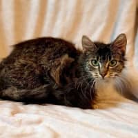 Photo of Peaches   In Foster Care In Doncaster