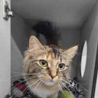 Photo of Cassie (Bonded With Polly)