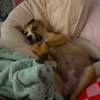 Photo of Nova