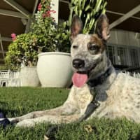 Photo of Rex