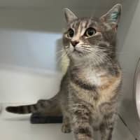 Photo of Choupette