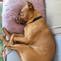 Photo of Boof   2 Year Old Mastiff X