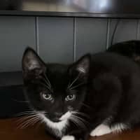 Photo of Chuppa Chup