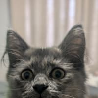 Photo of Misty