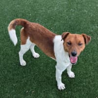 Photo of Roscoe Imp 2038