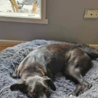 Photo of Bear
