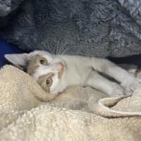 Photo of Wren