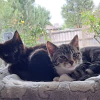 Photo of Pepper