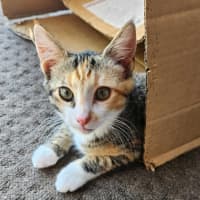 Photo of Lucy   Located In Templestowe