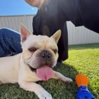 Photo of Biscuit