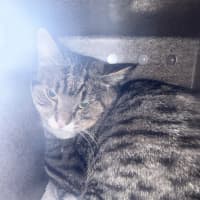 Photo of Alvin