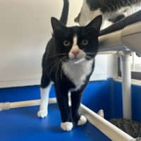 Photo of Marshmallow