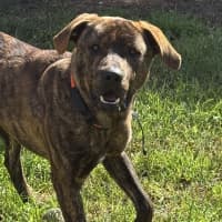 Photo of Moose