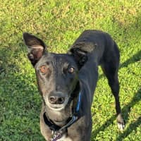 Photo of Luna